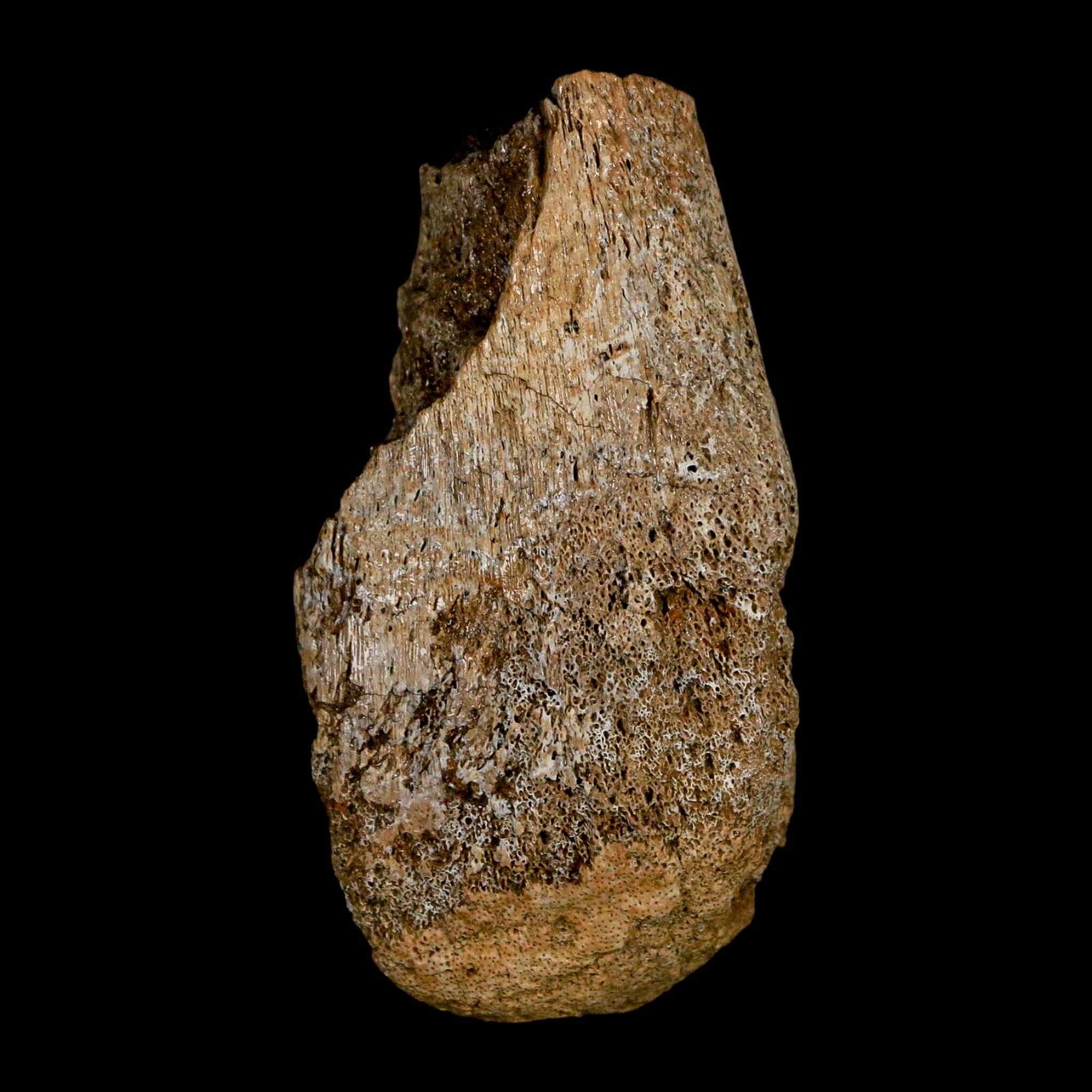 2.6" Edmontosaurus Fossil Limb Bone Lance Creek FM Cretaceous Dinosaur WY COA - Fossil Age Minerals