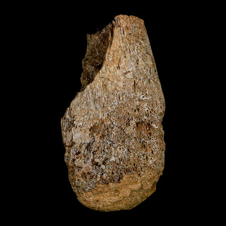 2.6" Edmontosaurus Fossil Limb Bone Lance Creek FM Cretaceous Dinosaur WY COA