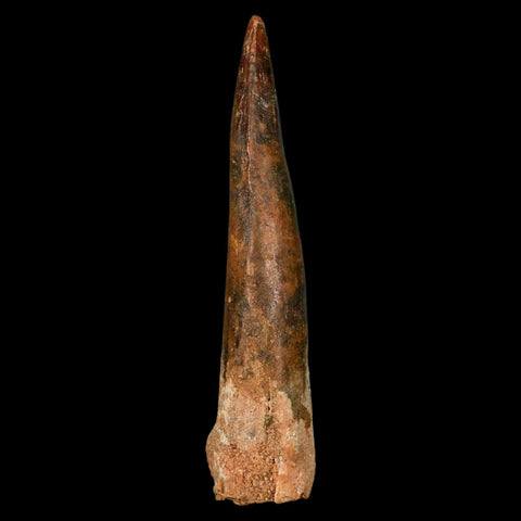 XL 3.5" Spinosaurus Fossil Tooth 100 Million Years Old Cretaceous Dinosaur COA - Fossil Age Minerals