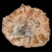 4.4" Fossilized Polished Petrified Wood Branch Madagascar 66-225 Million Yrs Old