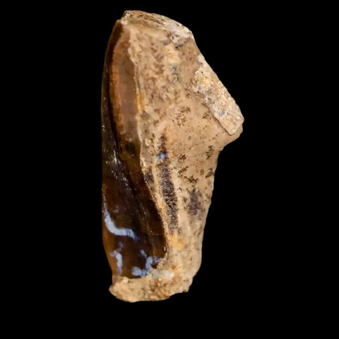0.8" Lambeosaurus Fossil Tooth Judith River FM MT Cretaceous Dinosaur COA Display - Fossil Age Minerals