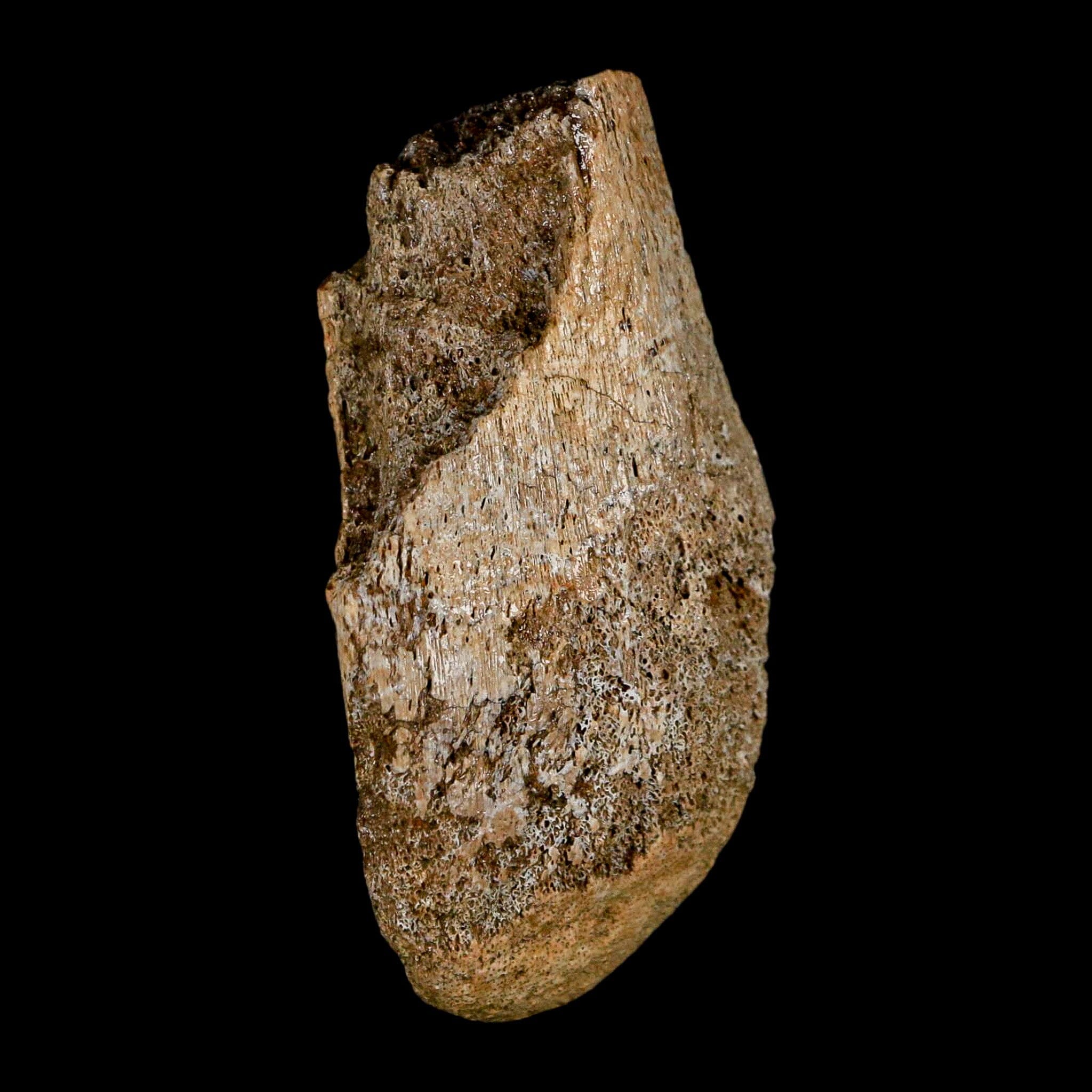 2.6" Edmontosaurus Fossil Limb Bone Lance Creek FM Cretaceous Dinosaur WY COA - Fossil Age Minerals