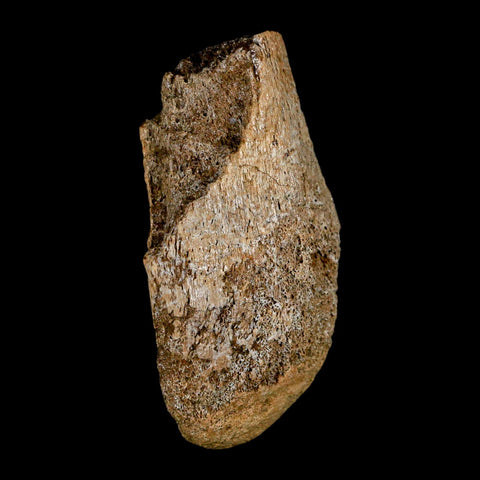 2.6" Edmontosaurus Fossil Limb Bone Lance Creek FM Cretaceous Dinosaur WY COA - Fossil Age Minerals