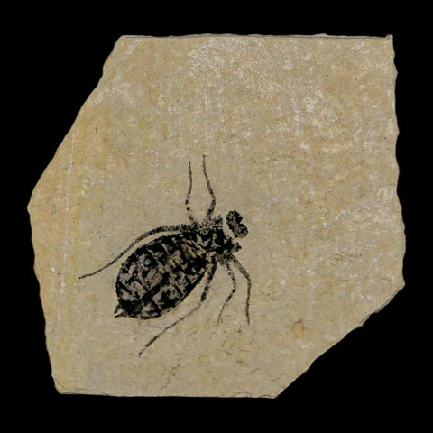 0.7" Dragonfly Larvae Fossil Libellula Doris Plate Upper Miocene Piedmont Italy Display - Fossil Age Minerals