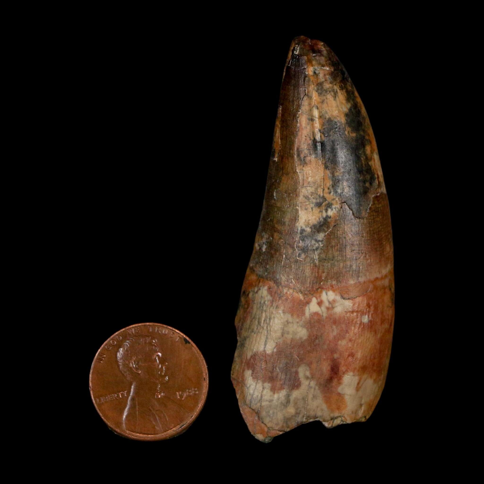 2.5" Sarcosuchus Imperator Crocodile Fossil Tooth Elrhaz FM Cretaceous Niger COA - Fossil Age Minerals