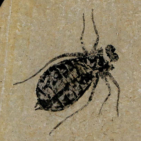 0.7" Dragonfly Larvae Fossil Libellula Doris Plate Upper Miocene Piedmont Italy Display - Fossil Age Minerals