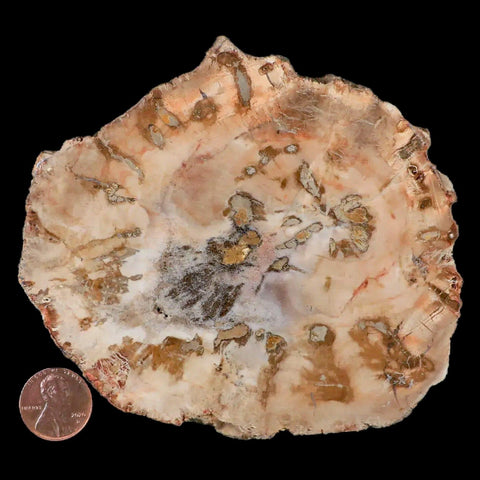 4.4" Fossilized Polished Petrified Wood Branch Madagascar 66-225 Million Yrs Old - Fossil Age Minerals