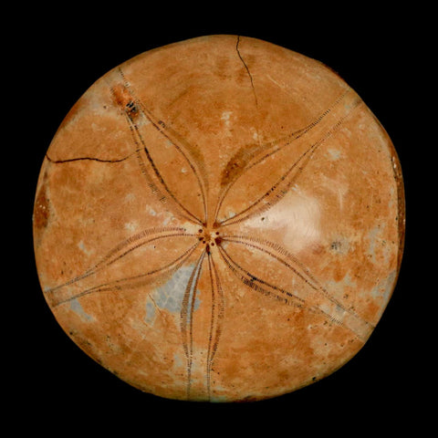66MM Pygurus Marmonti Sea Urchin Fossil Sand Dollar Jurassic Age Madagascar - Fossil Age Minerals