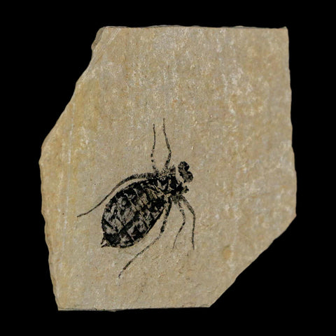 0.7" Dragonfly Larvae Fossil Libellula Doris Plate Upper Miocene Piedmont Italy Display - Fossil Age Minerals