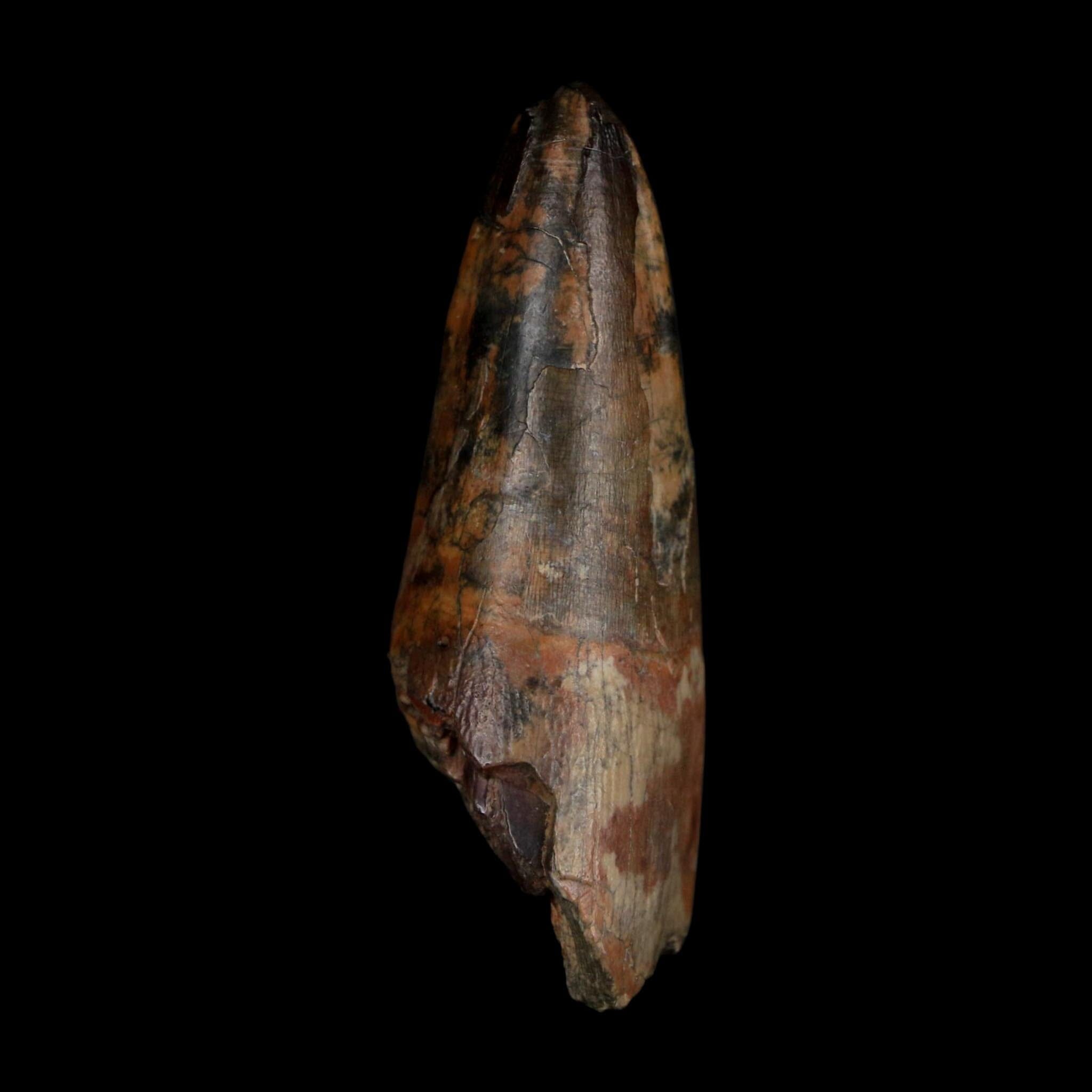 2.5" Sarcosuchus Imperator Crocodile Fossil Tooth Elrhaz FM Cretaceous Niger COA - Fossil Age Minerals