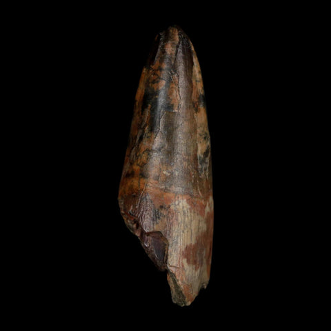 2.5" Sarcosuchus Imperator Crocodile Fossil Tooth Elrhaz FM Cretaceous Niger COA