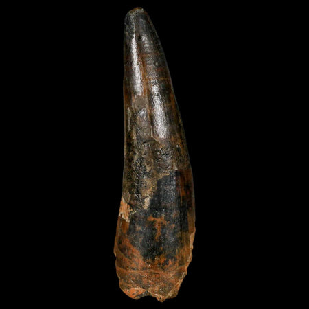 XL 3.4" Spinosaurus Fossil Tooth 100 Million Years Old Cretaceous Dinosaur COA