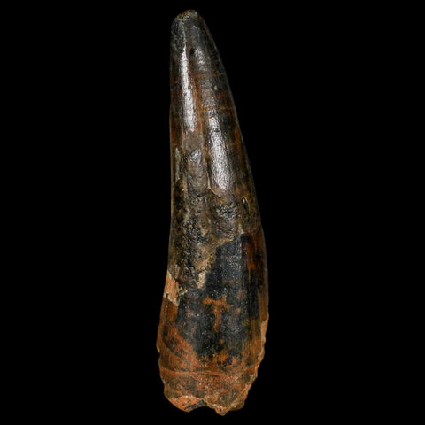 XL 3.4" Spinosaurus Fossil Tooth 100 Million Years Old Cretaceous Dinosaur COA - Fossil Age Minerals