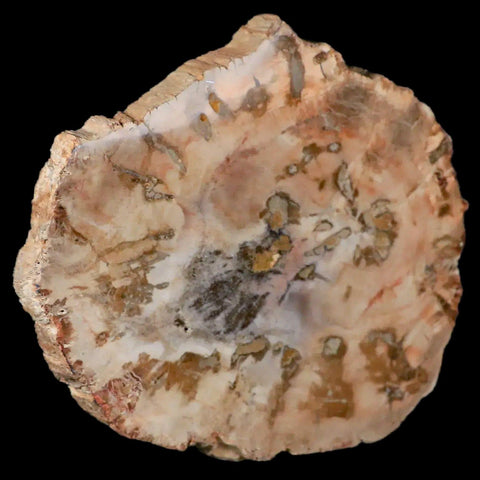 4.4" Fossilized Polished Petrified Wood Branch Madagascar 66-225 Million Yrs Old - Fossil Age Minerals