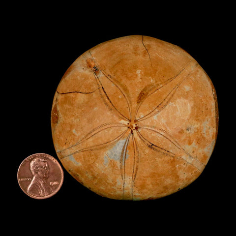 66MM Pygurus Marmonti Sea Urchin Fossil Sand Dollar Jurassic Age Madagascar - Fossil Age Minerals