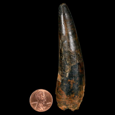 XL 3.4" Spinosaurus Fossil Tooth 100 Million Years Old Cretaceous Dinosaur COA - Fossil Age Minerals