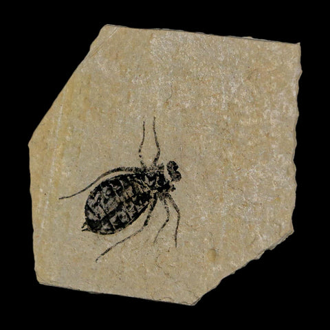 0.7" Dragonfly Larvae Fossil Libellula Doris Plate Upper Miocene Piedmont Italy Display - Fossil Age Minerals
