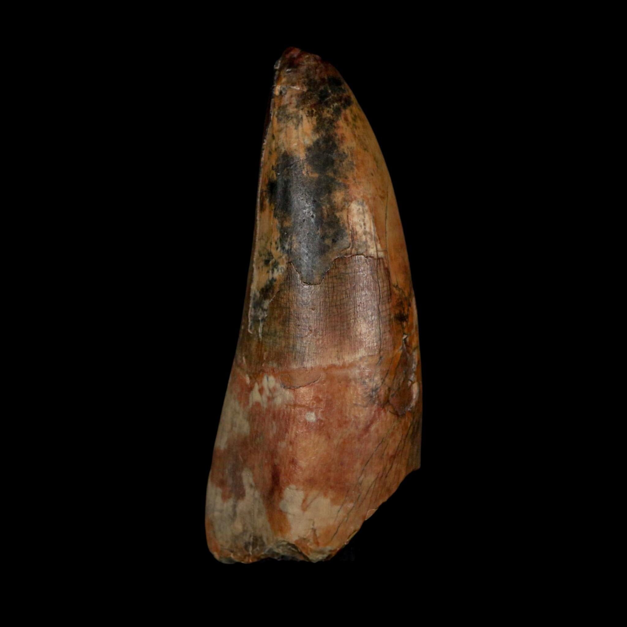2.5" Sarcosuchus Imperator Crocodile Fossil Tooth Elrhaz FM Cretaceous Niger COA - Fossil Age Minerals