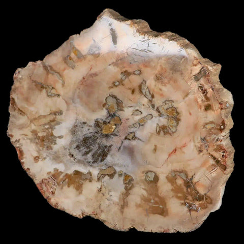 4.4" Fossilized Polished Petrified Wood Branch Madagascar 66-225 Million Yrs Old - Fossil Age Minerals