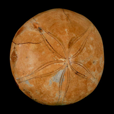 66MM Pygurus Marmonti Sea Urchin Fossil Sand Dollar Jurassic Age Madagascar