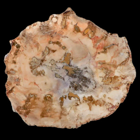 4.4" Fossilized Polished Petrified Wood Branch Madagascar 66-225 Million Yrs Old