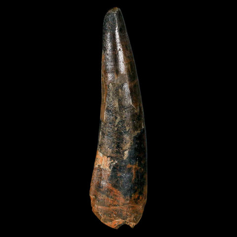 XL 3.4" Spinosaurus Fossil Tooth 100 Million Years Old Cretaceous Dinosaur COA - Fossil Age Minerals