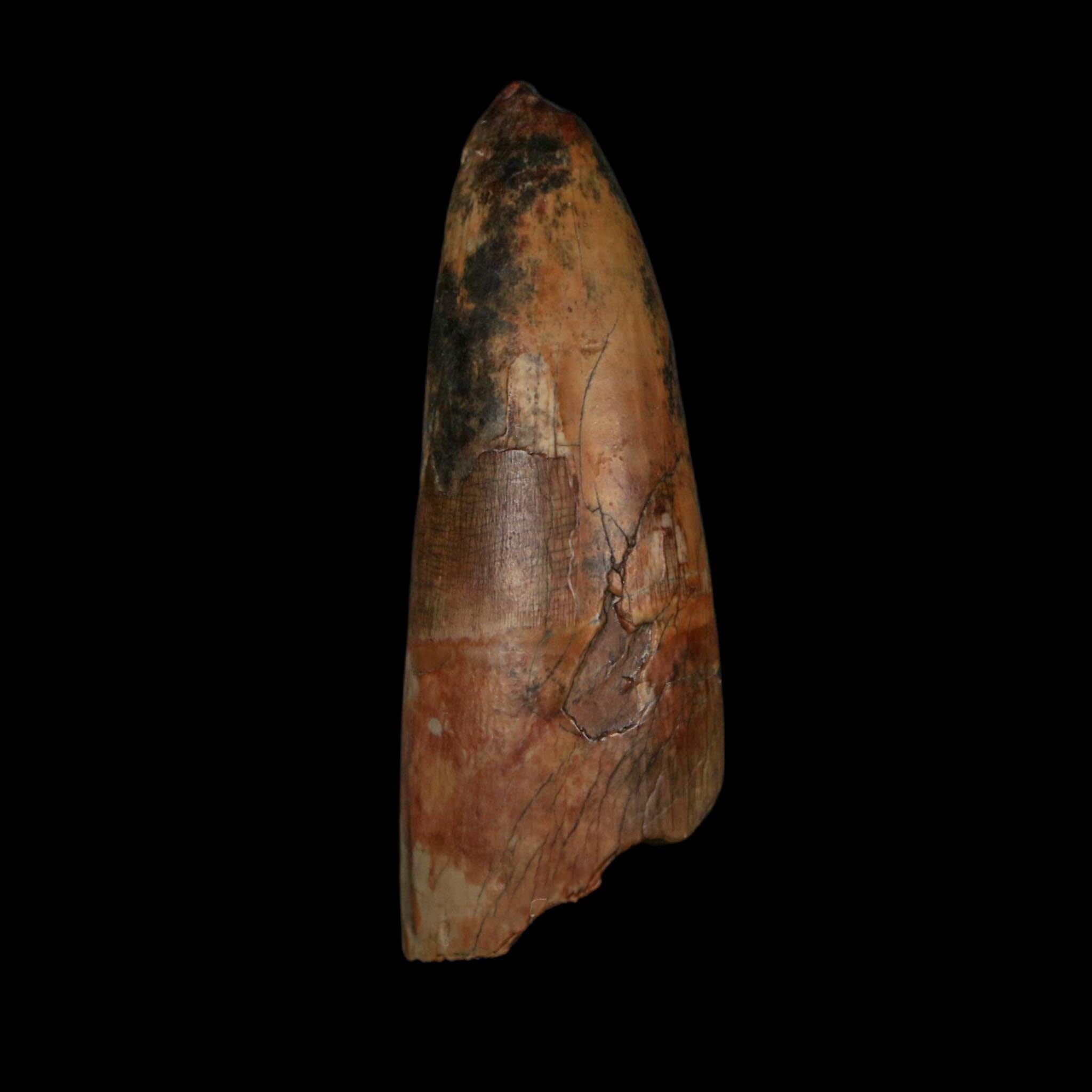 2.5" Sarcosuchus Imperator Crocodile Fossil Tooth Elrhaz FM Cretaceous Niger COA - Fossil Age Minerals