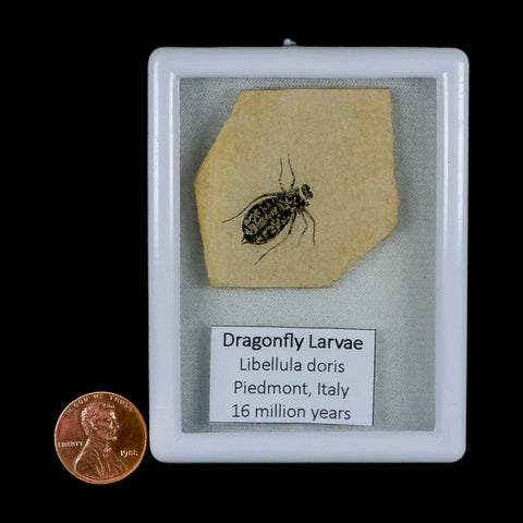0.7" Dragonfly Larvae Fossil Libellula Doris Plate Upper Miocene Piedmont Italy Display - Fossil Age Minerals