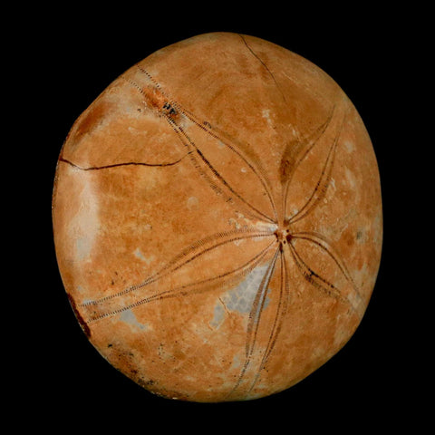 66MM Pygurus Marmonti Sea Urchin Fossil Sand Dollar Jurassic Age Madagascar - Fossil Age Minerals