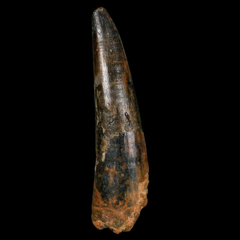 XL 3.4" Spinosaurus Fossil Tooth 100 Million Years Old Cretaceous Dinosaur COA - Fossil Age Minerals