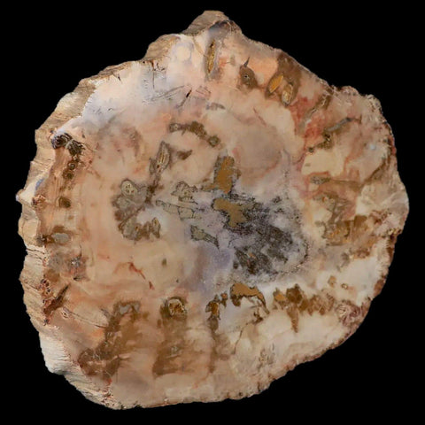 4.4" Fossilized Polished Petrified Wood Branch Madagascar 66-225 Million Yrs Old - Fossil Age Minerals