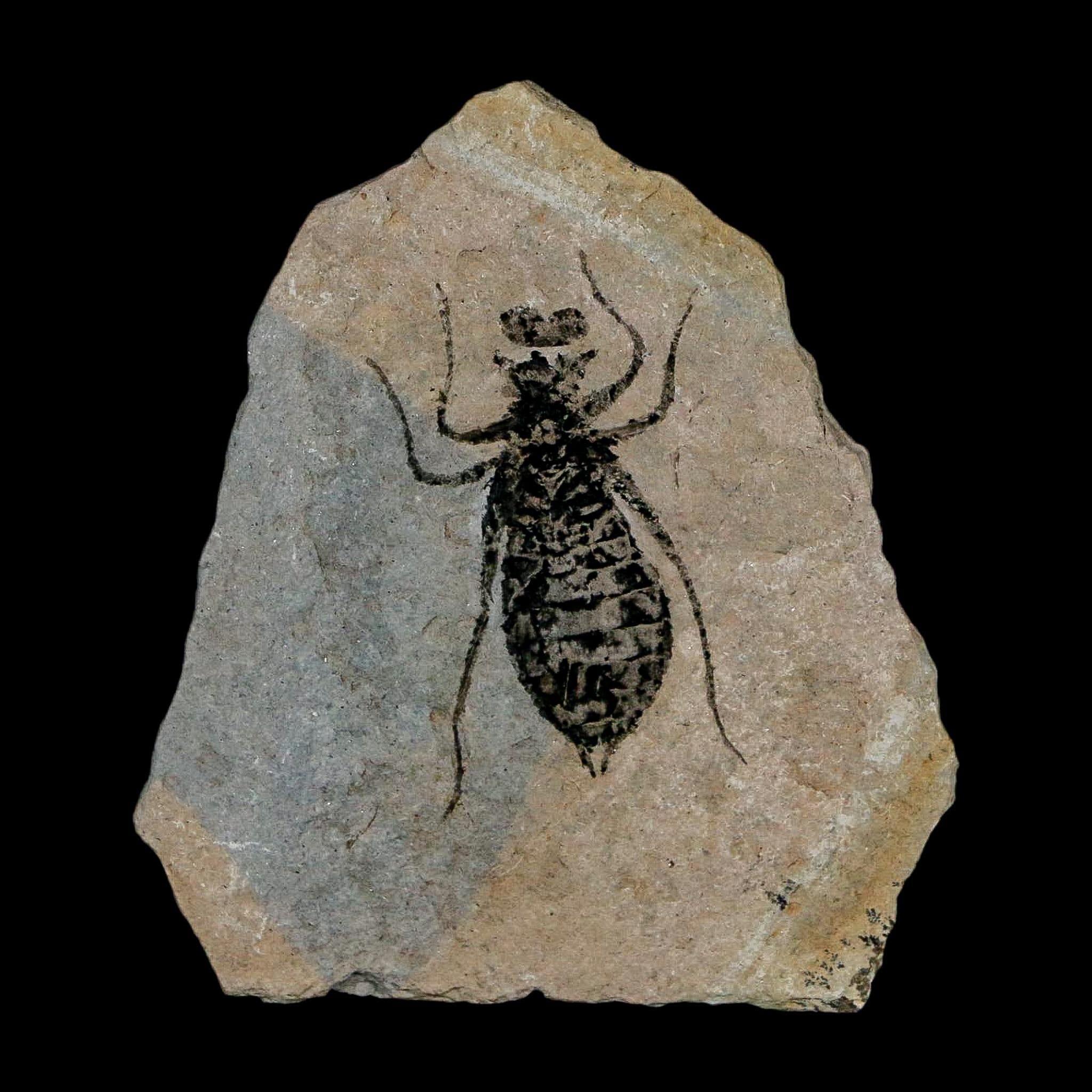 1" Dragonfly Larvae Fossil Libellula Doris Plate Upper Miocene Piedmont Italy Display - Fossil Age Minerals