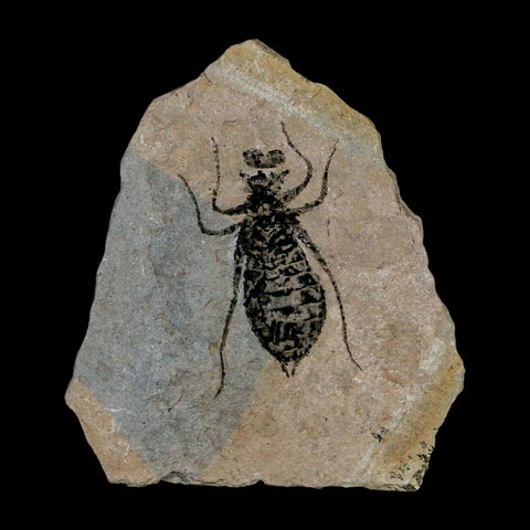 1" Dragonfly Larvae Fossil Libellula Doris Plate Upper Miocene Piedmont Italy Display - Fossil Age Minerals