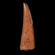 0.8" Pterosaur Coloborhynchus Fossil Tooth Upper Cretaceous Morocco COA & Display