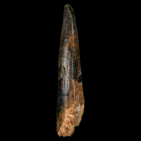 XL 3.4" Spinosaurus Fossil Tooth 100 Million Years Old Cretaceous Dinosaur COA - Fossil Age Minerals