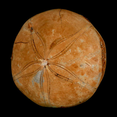 66MM Pygurus Marmonti Sea Urchin Fossil Sand Dollar Jurassic Age Madagascar - Fossil Age Minerals