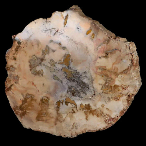 4.4" Fossilized Polished Petrified Wood Branch Madagascar 66-225 Million Yrs Old - Fossil Age Minerals