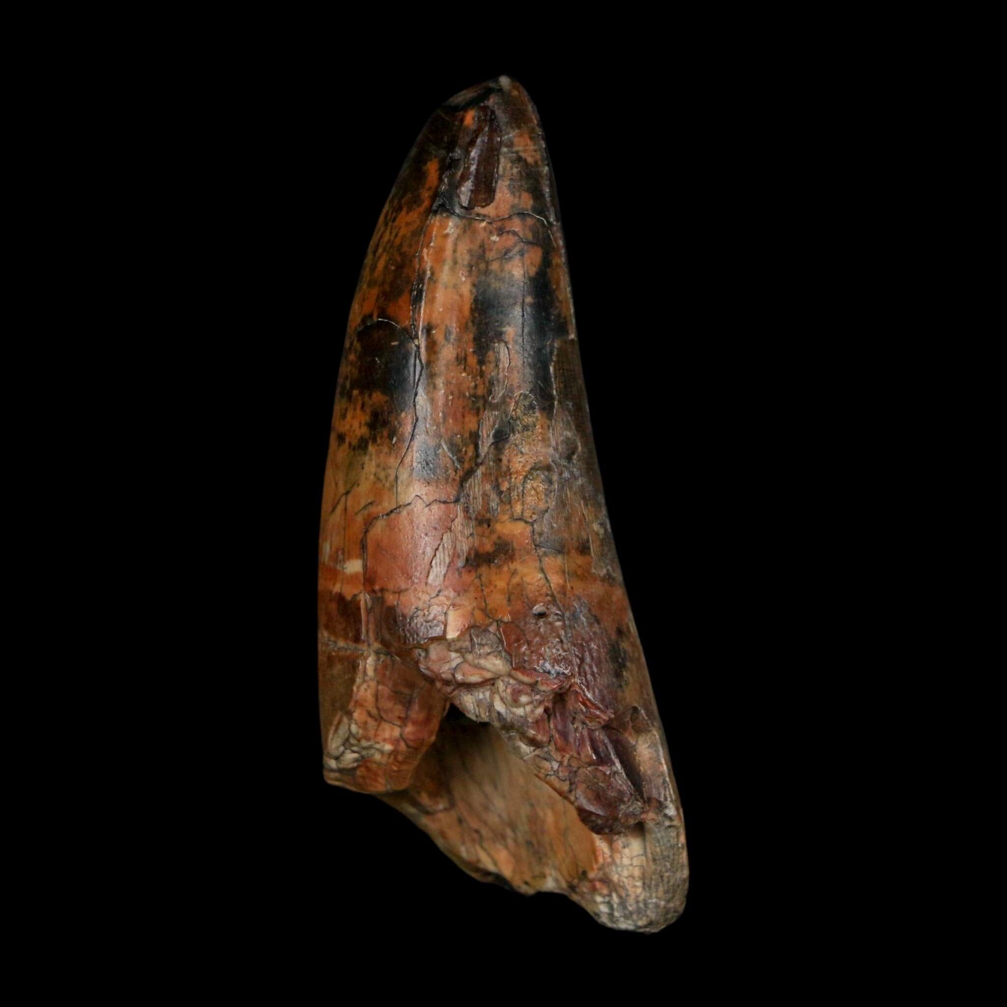 2.5" Sarcosuchus Imperator Crocodile Fossil Tooth Elrhaz FM Cretaceous Niger COA - Fossil Age Minerals