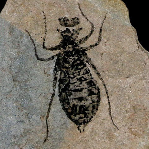 1" Dragonfly Larvae Fossil Libellula Doris Plate Upper Miocene Piedmont Italy Display - Fossil Age Minerals