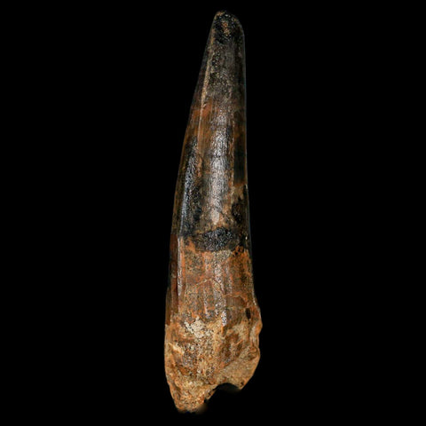 XL 3.4" Spinosaurus Fossil Tooth 100 Million Years Old Cretaceous Dinosaur COA - Fossil Age Minerals