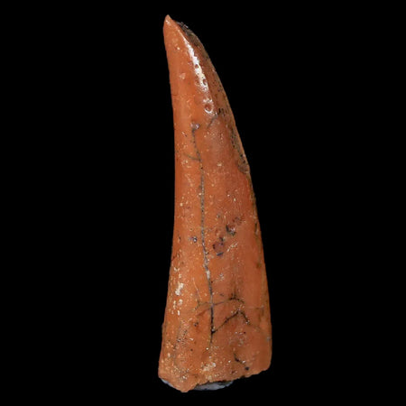 0.8" Pterosaur Coloborhynchus Fossil Tooth Upper Cretaceous Morocco COA & Display