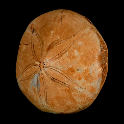 66MM Pygurus Marmonti Sea Urchin Fossil Sand Dollar Jurassic Age Madagascar - Fossil Age Minerals