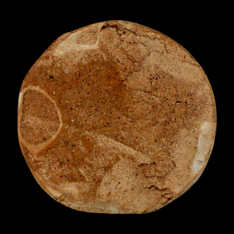 66MM Pygurus Marmonti Sea Urchin Fossil Sand Dollar Jurassic Age Madagascar - Fossil Age Minerals
