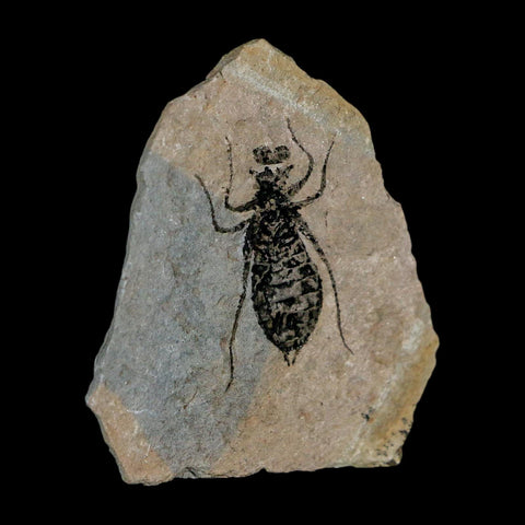 1" Dragonfly Larvae Fossil Libellula Doris Plate Upper Miocene Piedmont Italy Display - Fossil Age Minerals