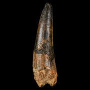 XL 3.4" Spinosaurus Fossil Tooth 100 Million Years Old Cretaceous Dinosaur COA