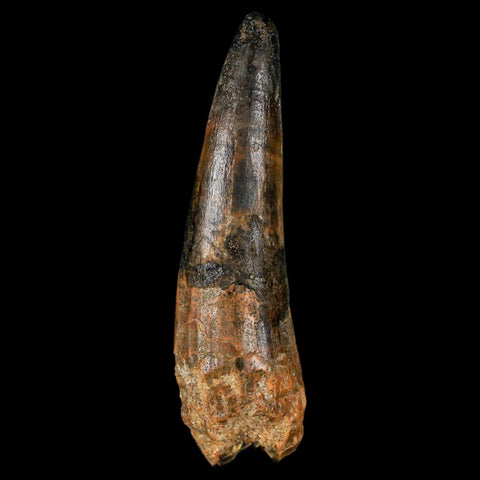 XL 3.4" Spinosaurus Fossil Tooth 100 Million Years Old Cretaceous Dinosaur COA - Fossil Age Minerals