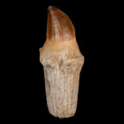XL 4.8" Mosasaur Prognathodon Fossil Tooth Rooted Cretaceous Dinosaur Era COA