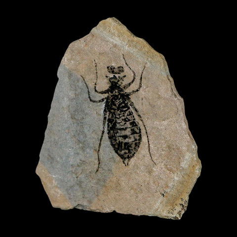 1" Dragonfly Larvae Fossil Libellula Doris Plate Upper Miocene Piedmont Italy Display - Fossil Age Minerals