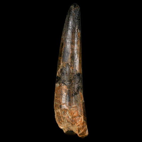 XL 3.4" Spinosaurus Fossil Tooth 100 Million Years Old Cretaceous Dinosaur COA - Fossil Age Minerals