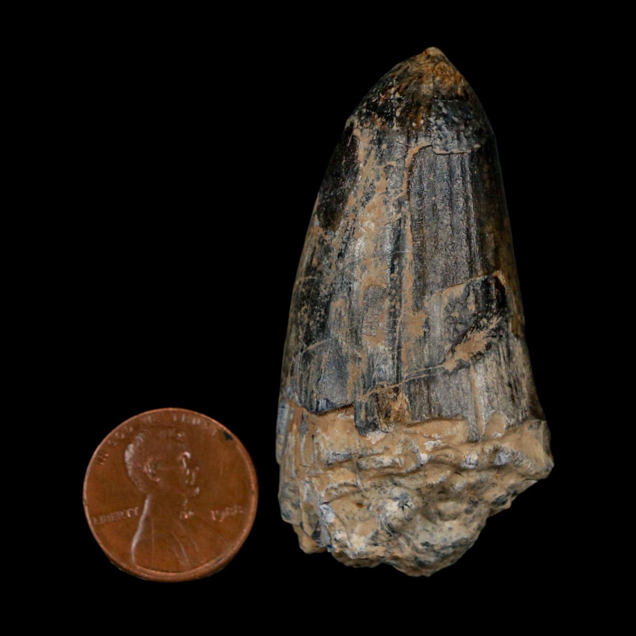 2.2" Sarcosuchus Imperator Crocodile Fossil Tooth Elrhaz FM Cretaceous Niger COA - Fossil Age Minerals